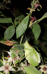 Pterophylla camellifolia