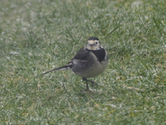 Motacilla alba yarrellii