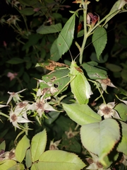 Pterophylla camellifolia