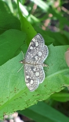 Anania coronata