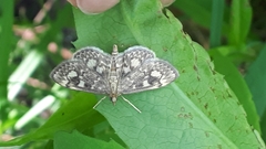 Anania coronata