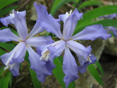 Iris cristata