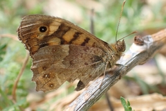 Pararge aegeria