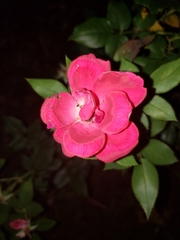 Rosa