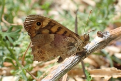 Pararge aegeria