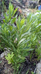 Datisca glomerata