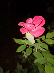 Rosa