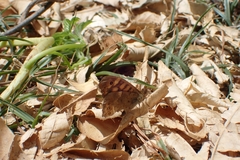 Pararge aegeria