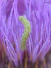 Heliothis peltigera