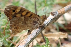 Pararge aegeria