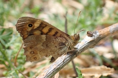 Pararge aegeria