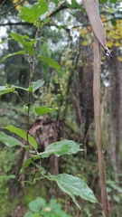 Dolichandra