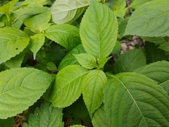 Impatiens parviflora
