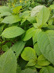 Impatiens parviflora