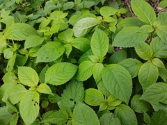 Impatiens parviflora