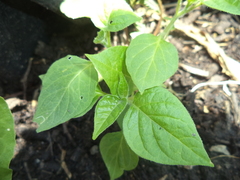 Capsicum pubescens