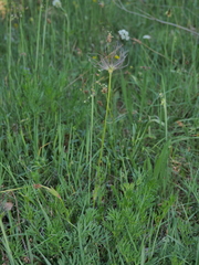 Pulsatilla rubra