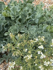 Crambe