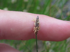Eleocharis montevidensis