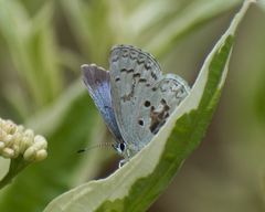 Celastrina asheri