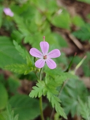 Geranium robertianum