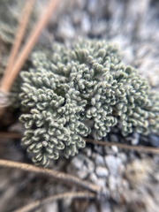 Oreonana clementis