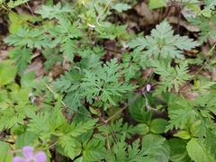 Geranium robertianum