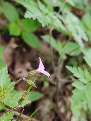 Geranium robertianum