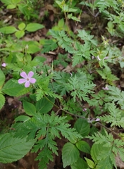 Geranium robertianum