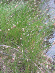 Eleocharis montevidensis