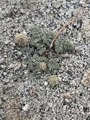Oreonana clementis