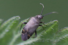 Polymerus nigrita