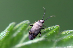 Polymerus nigrita