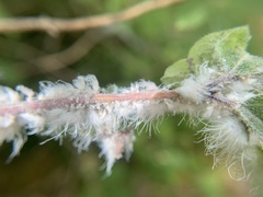 Prociphilus xylostei