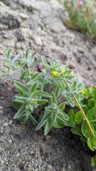 Mimetanthe pilosa
