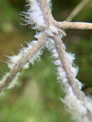 Prociphilus xylostei