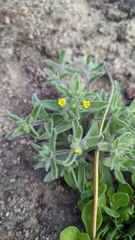 Mimetanthe pilosa