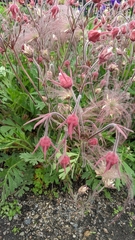 Geum triflorum