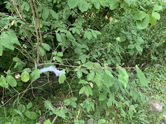 Prociphilus xylostei