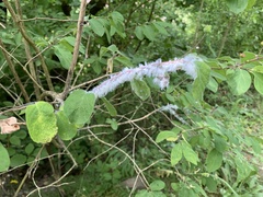 Prociphilus xylostei