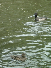 Aythya fuligula