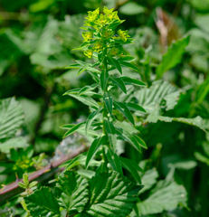 Euphorbia platyphyllos