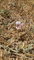 Calochortus superbus