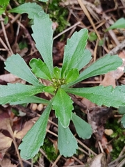 Phedimus kamtschaticus