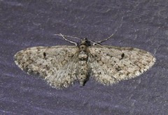 Eupithecia annulata