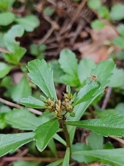 Phedimus kamtschaticus