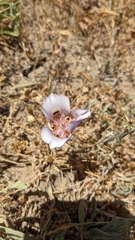 Calochortus superbus