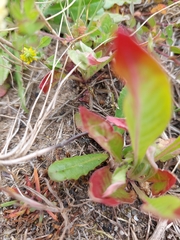 Nephrotoma submaculosa