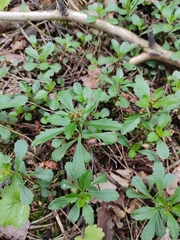 Phedimus kamtschaticus