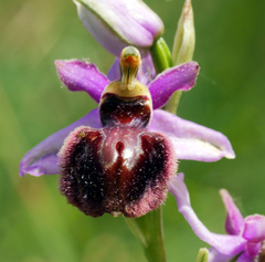 Ophrys sphegodes aveyronensis